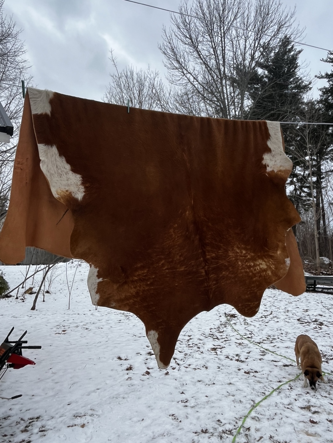 IKEA Cowhide Rug - Brown and White