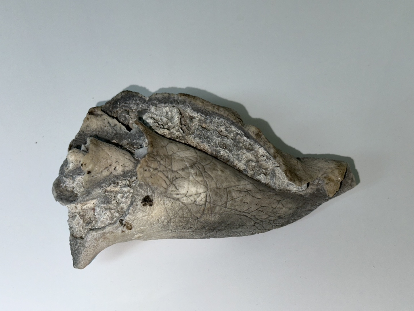 Fossil Shell Specimen - photo 2