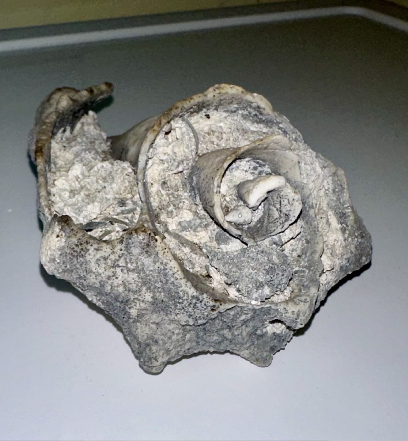 Fossil Shell Specimen