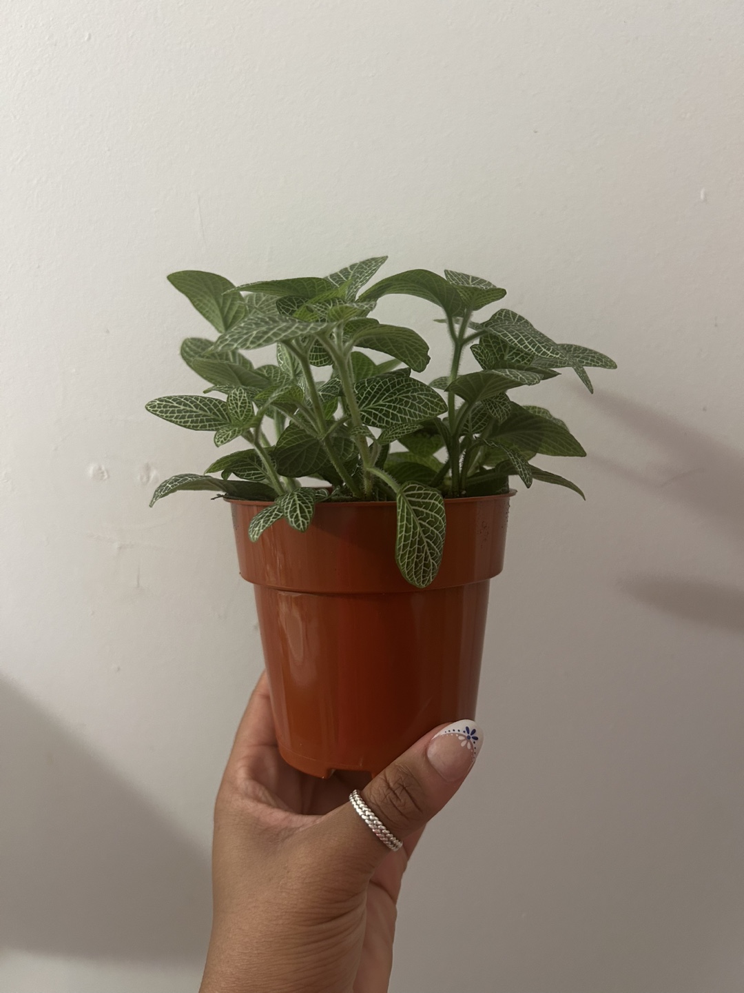 Fittonia Propagated Plant Cuttings