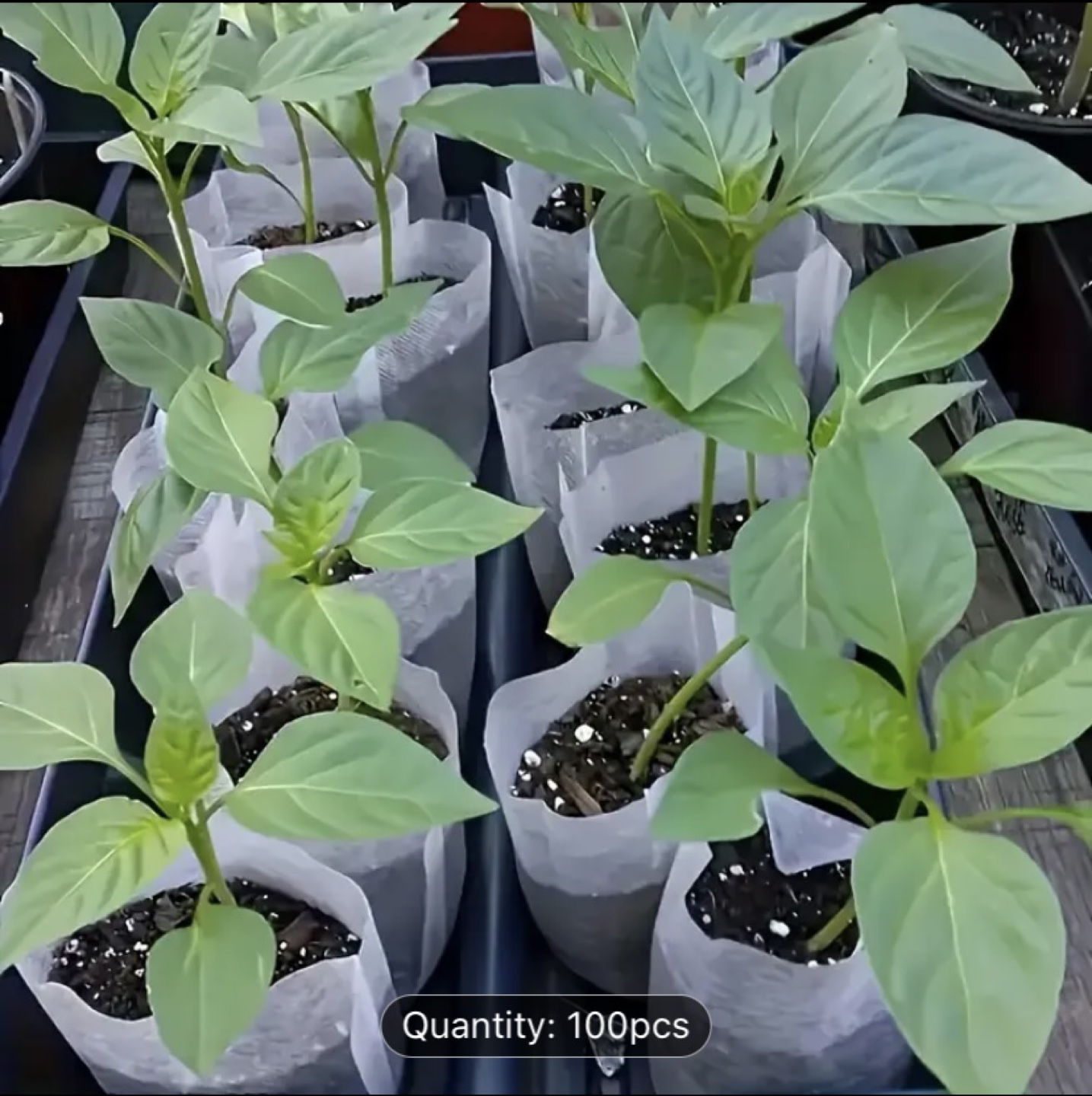 100 Pack Plantable Seedling Bags