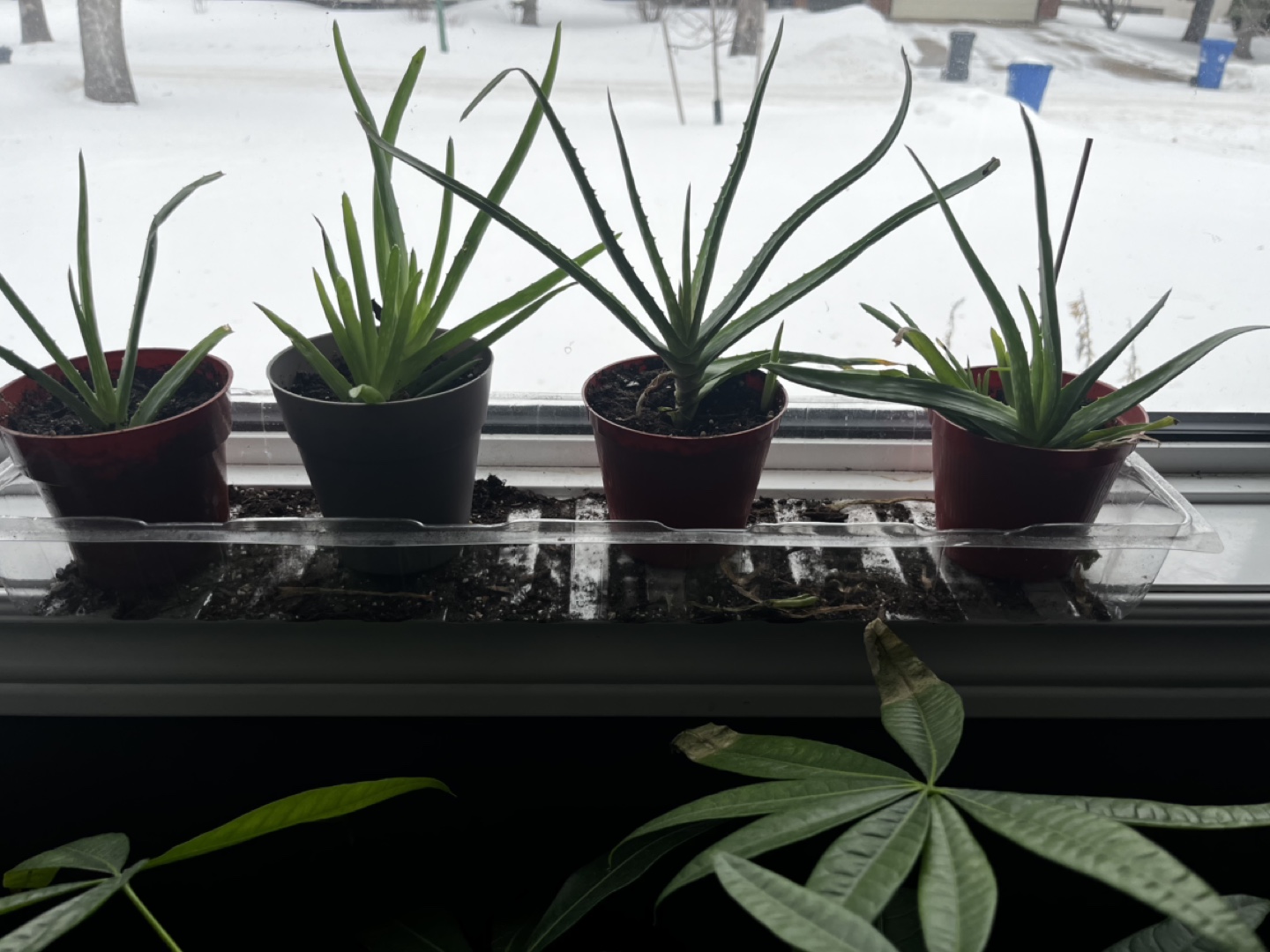 Aloe Vera Plants