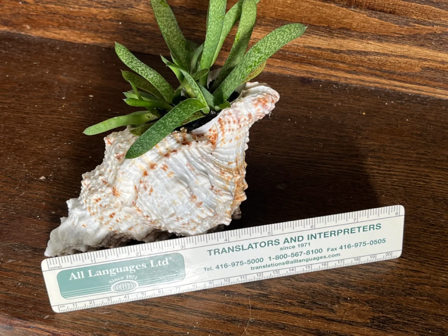 Seashell Succulent Planter image indicator(4)