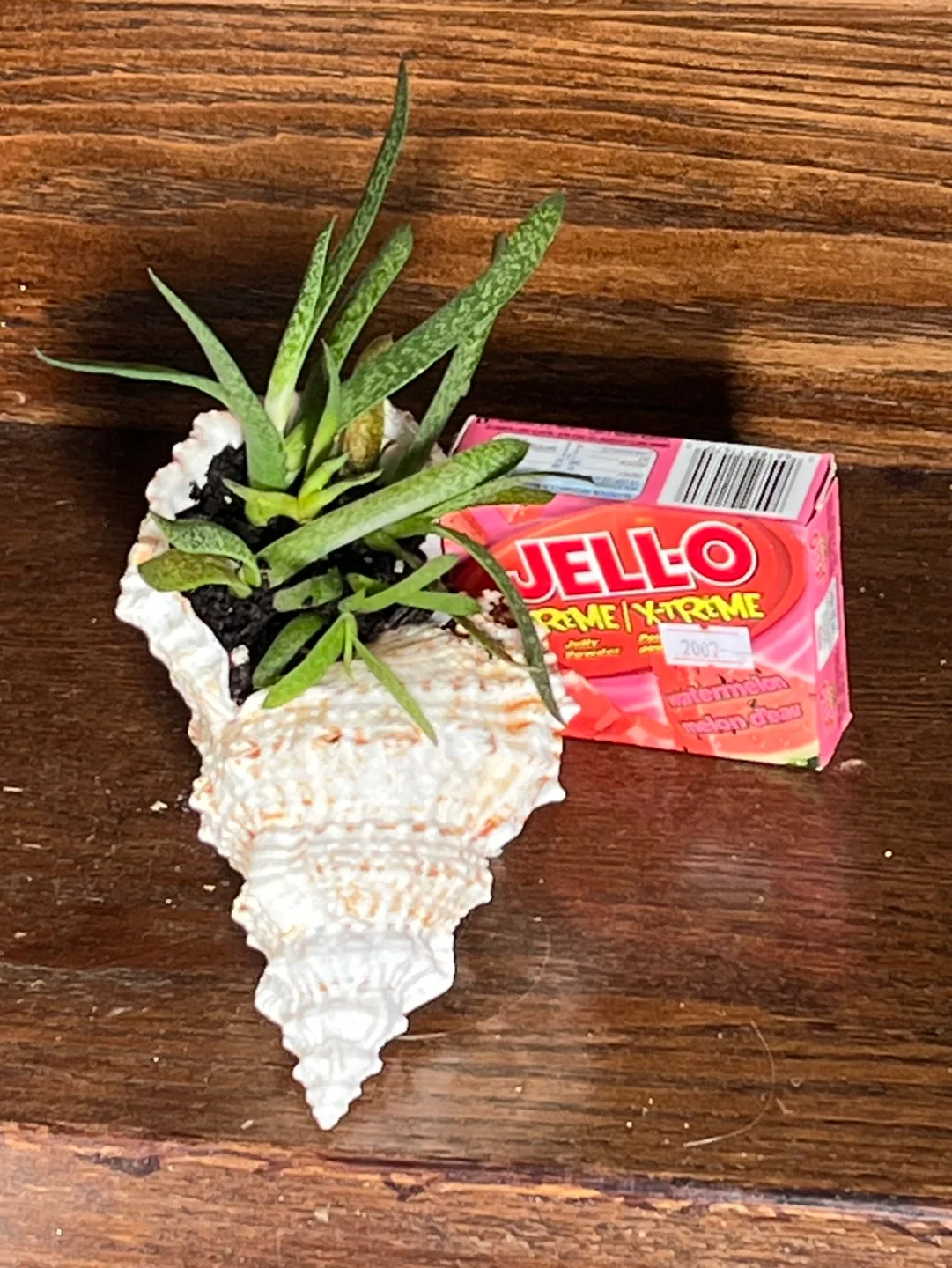 Seashell Succulent Planter image indicator(2)