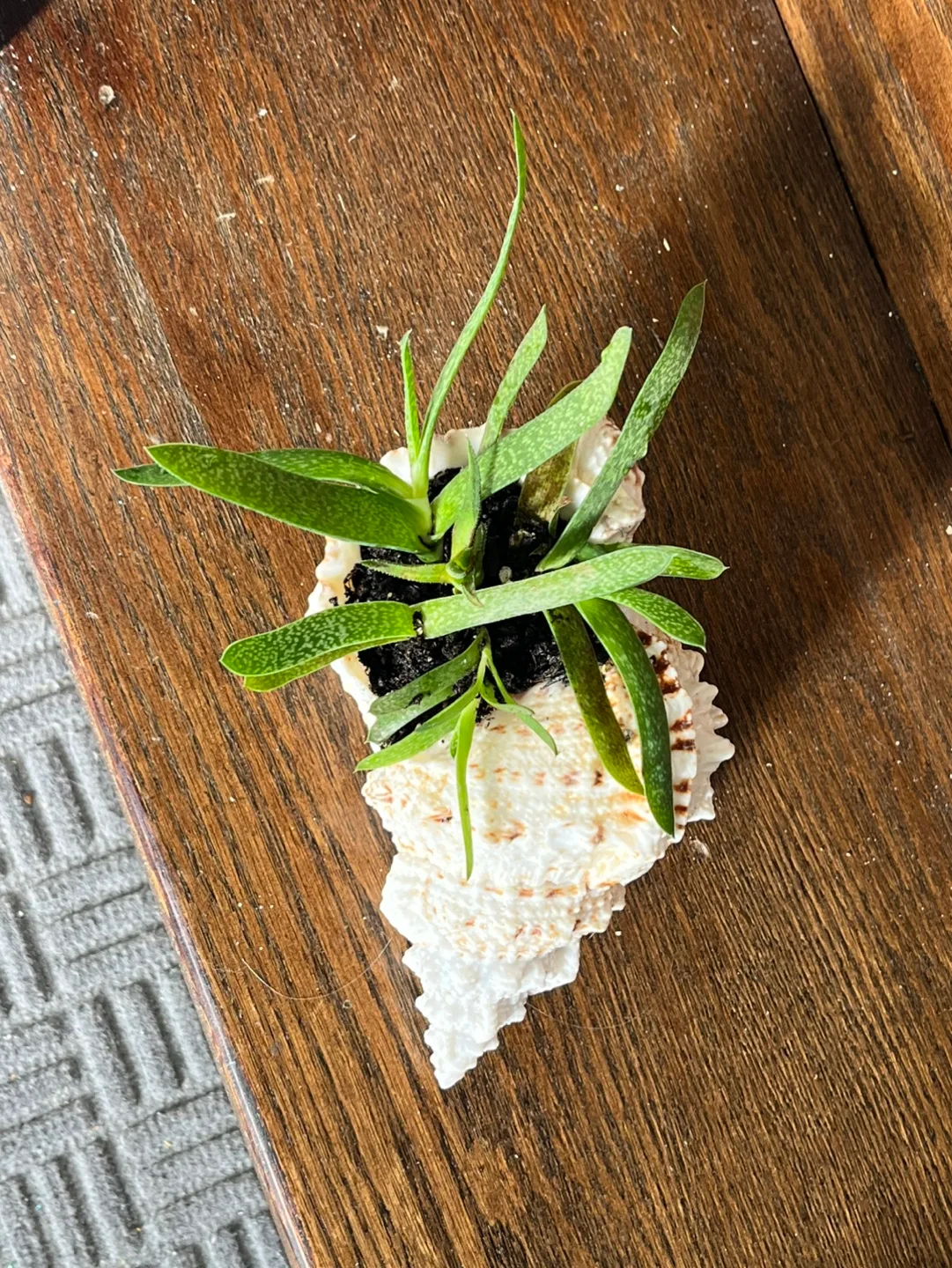 Seashell Succulent Planter image indicator(3)