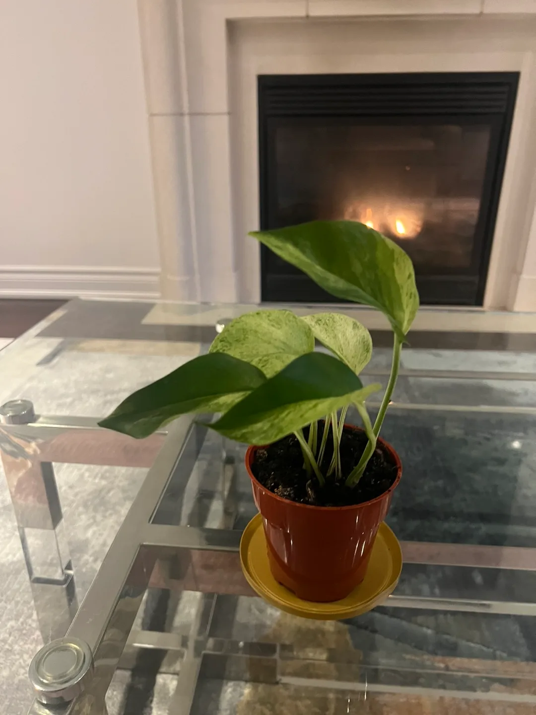 Marble Queen Pothos image indicator(3)