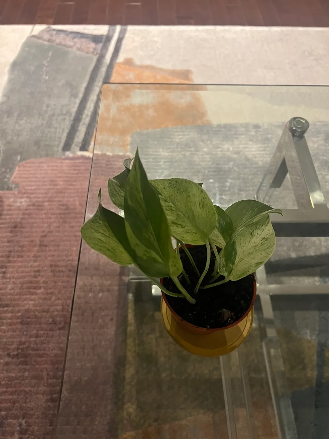 Marble Queen Pothos image indicator(4)