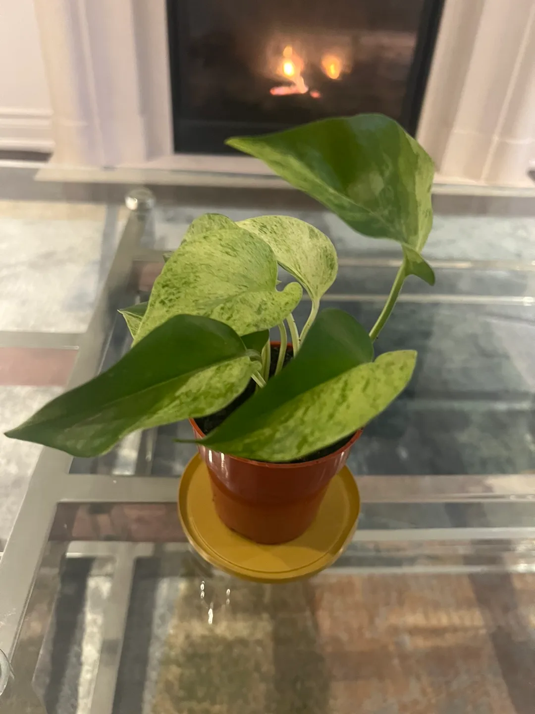 Marble Queen Pothos image indicator(2)
