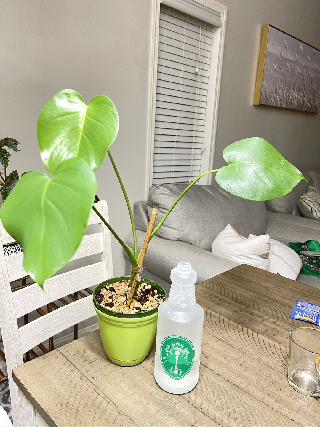 Monstera Deliciosa Plant - photo 2