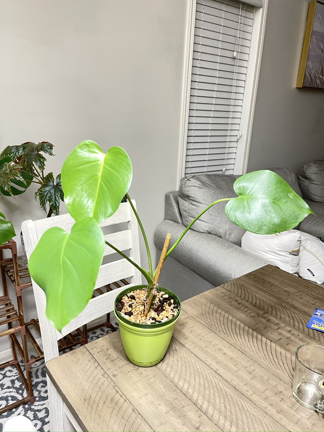 Monstera Deliciosa Plant