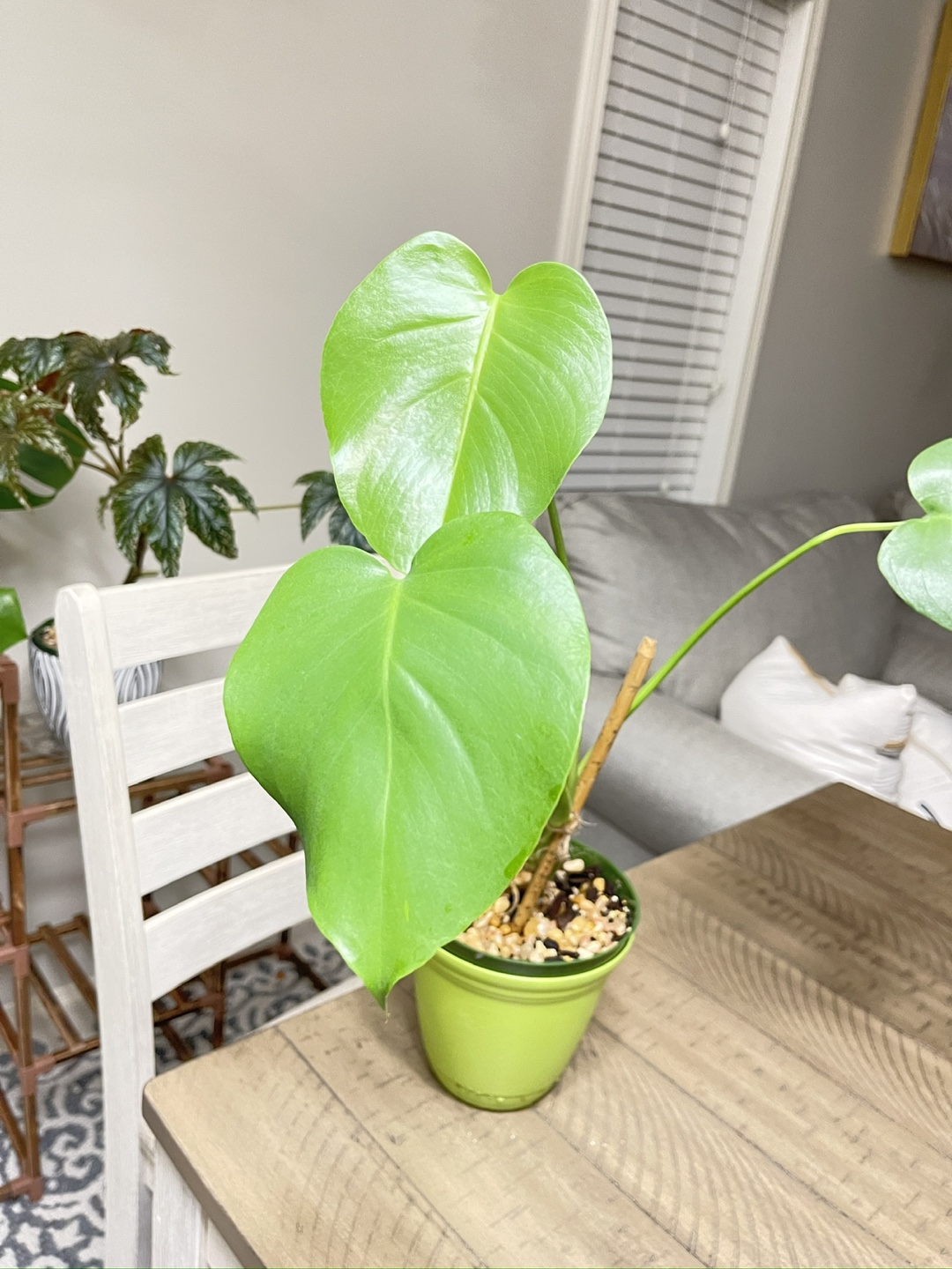 Monstera Deliciosa Plant - photo 3