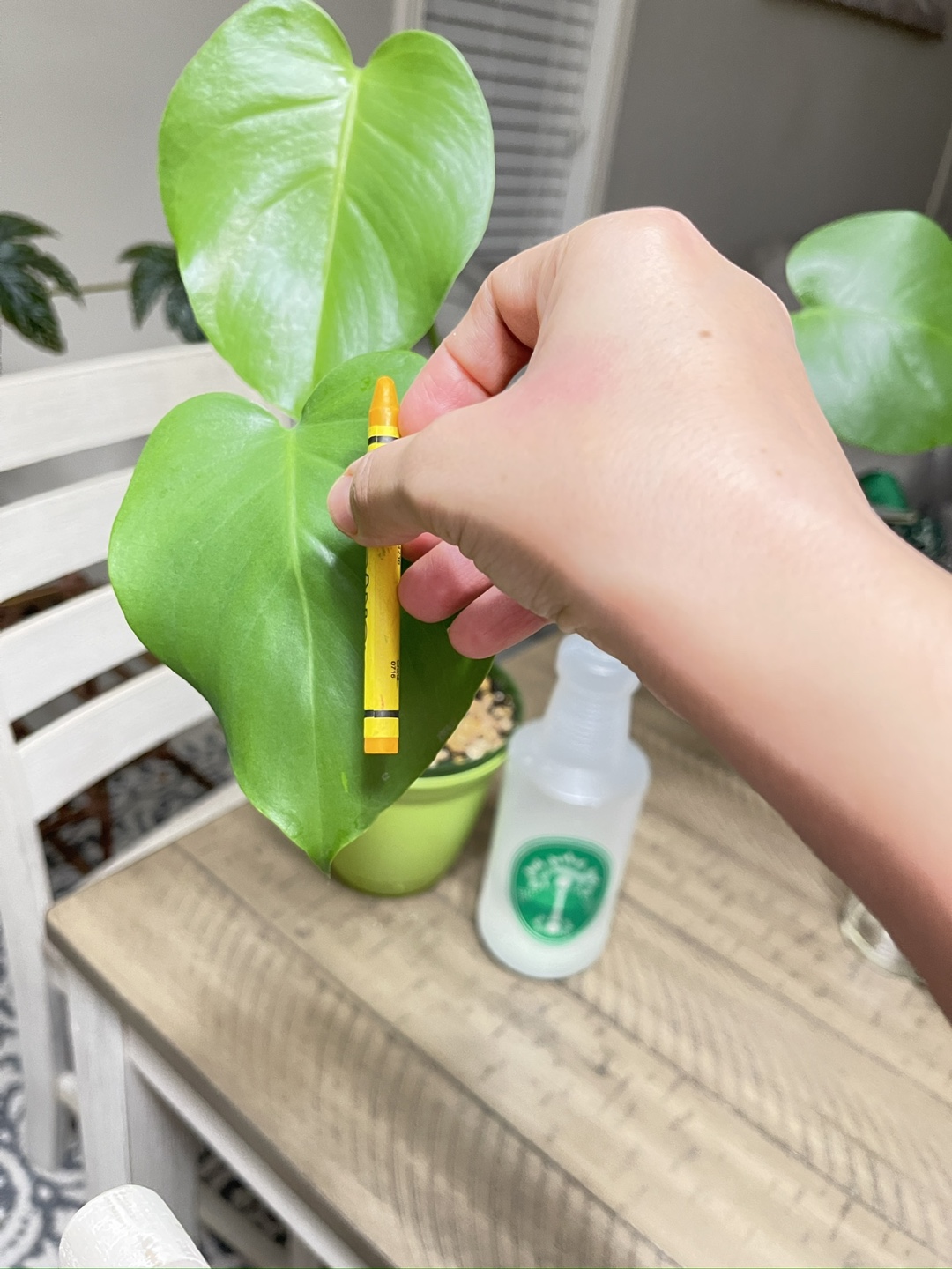 Monstera Deliciosa Plant - photo 5