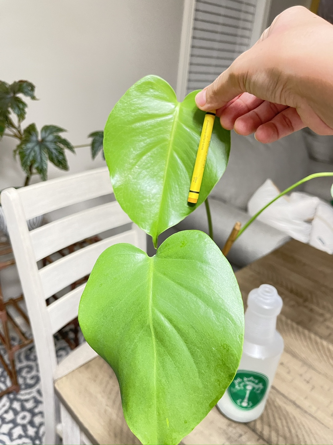 Monstera Deliciosa Plant - photo 4