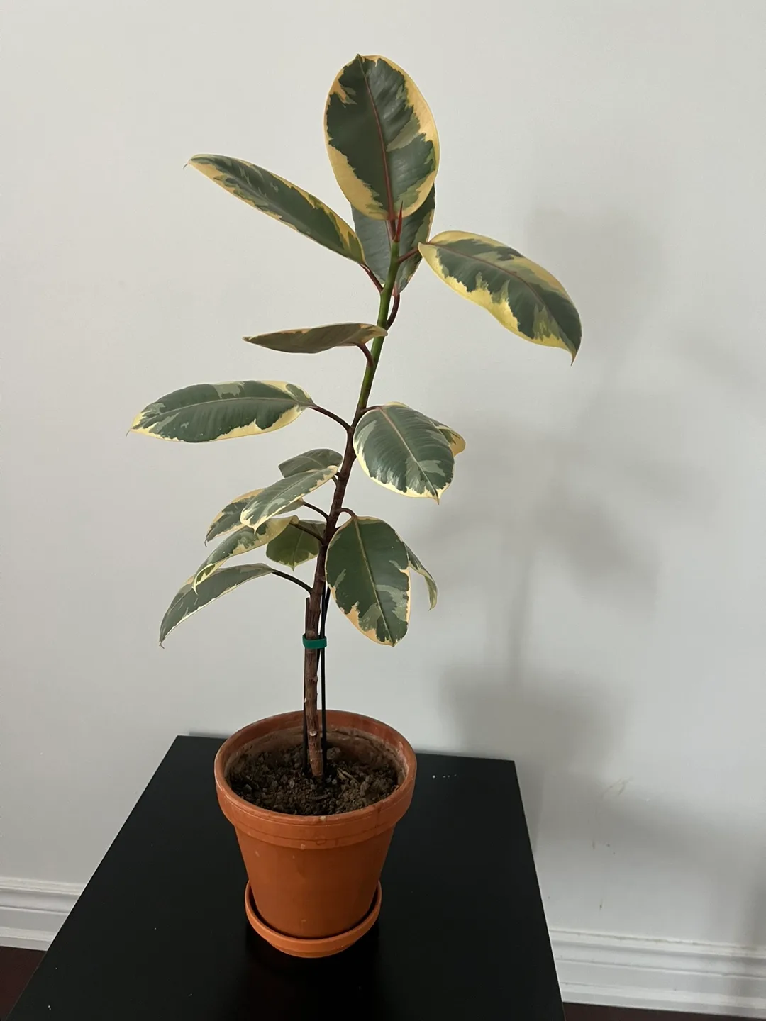 Ficus elastica Tineke image indicator(2)