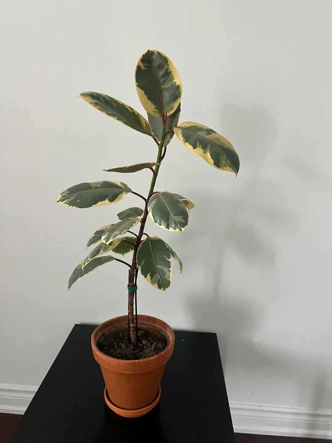 Ficus elastica Tineke image indicator(3)