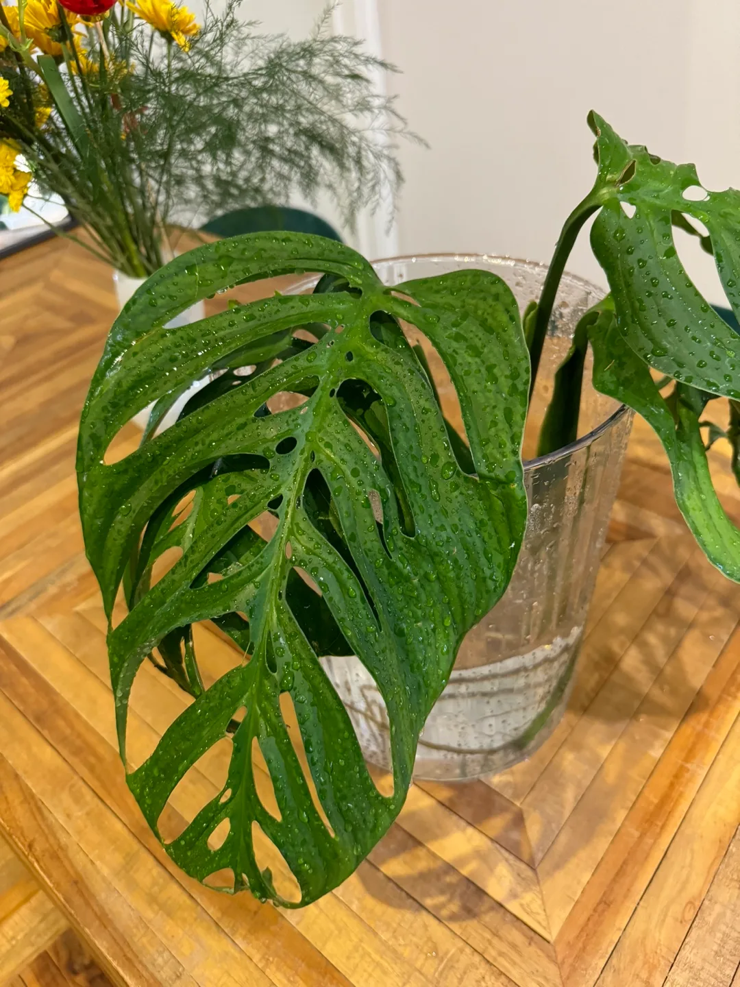 Monstera Esqueleto Plant image indicator(2)