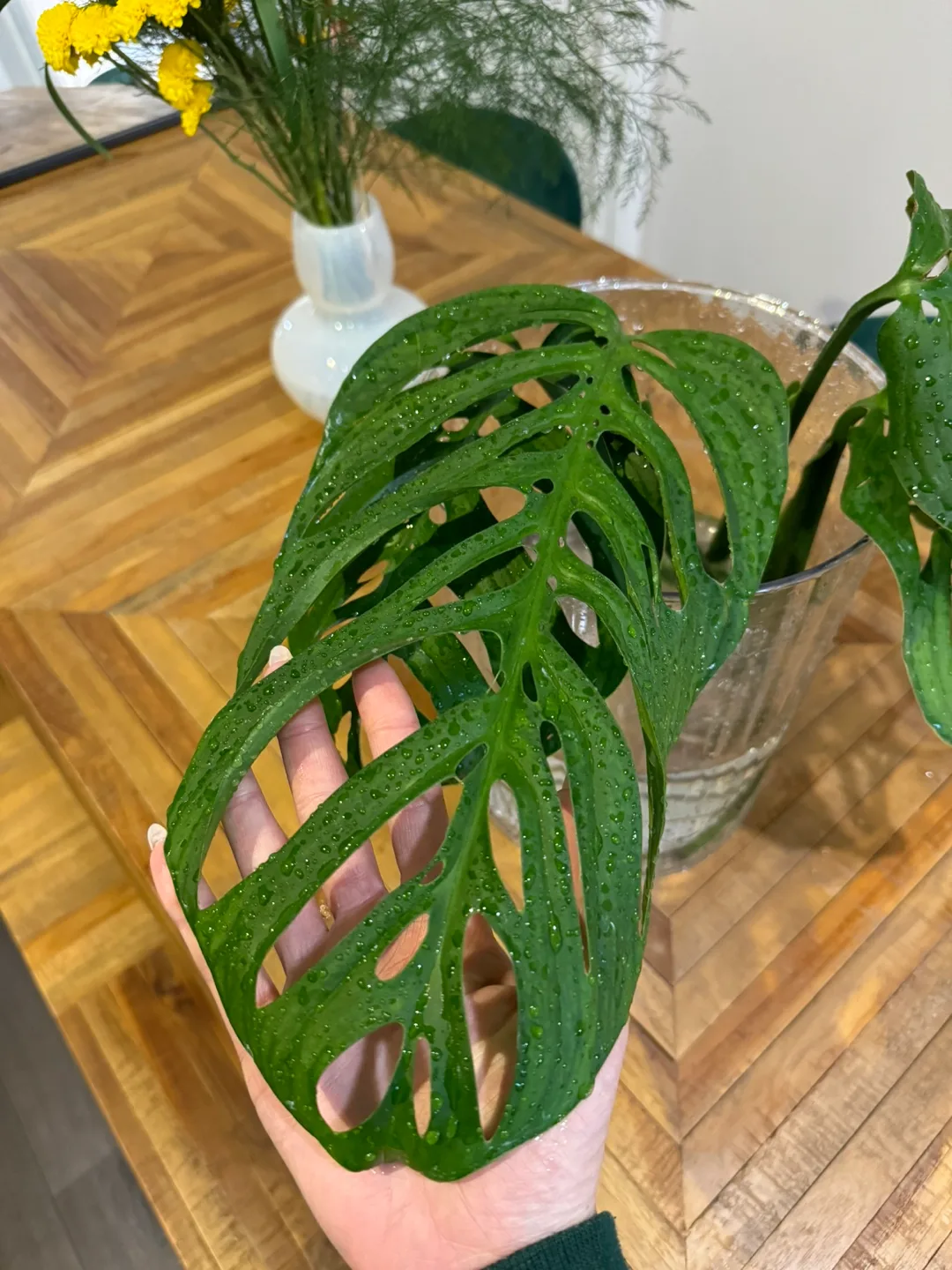 Monstera Esqueleto Plant image indicator(3)