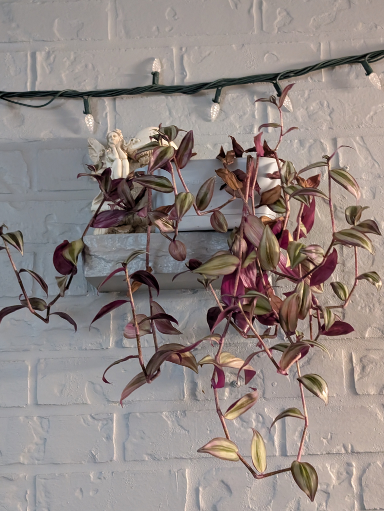Purple Wandering Jew Plant and Planter