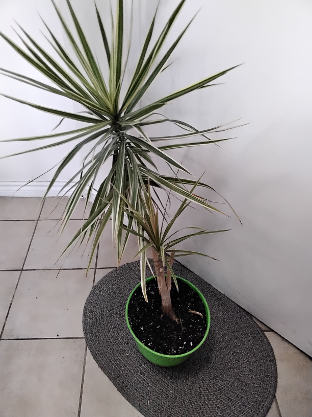 Dracaena Marginata Plant