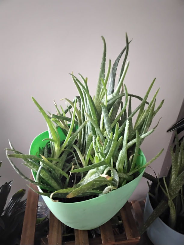 Aloe Vera Plant