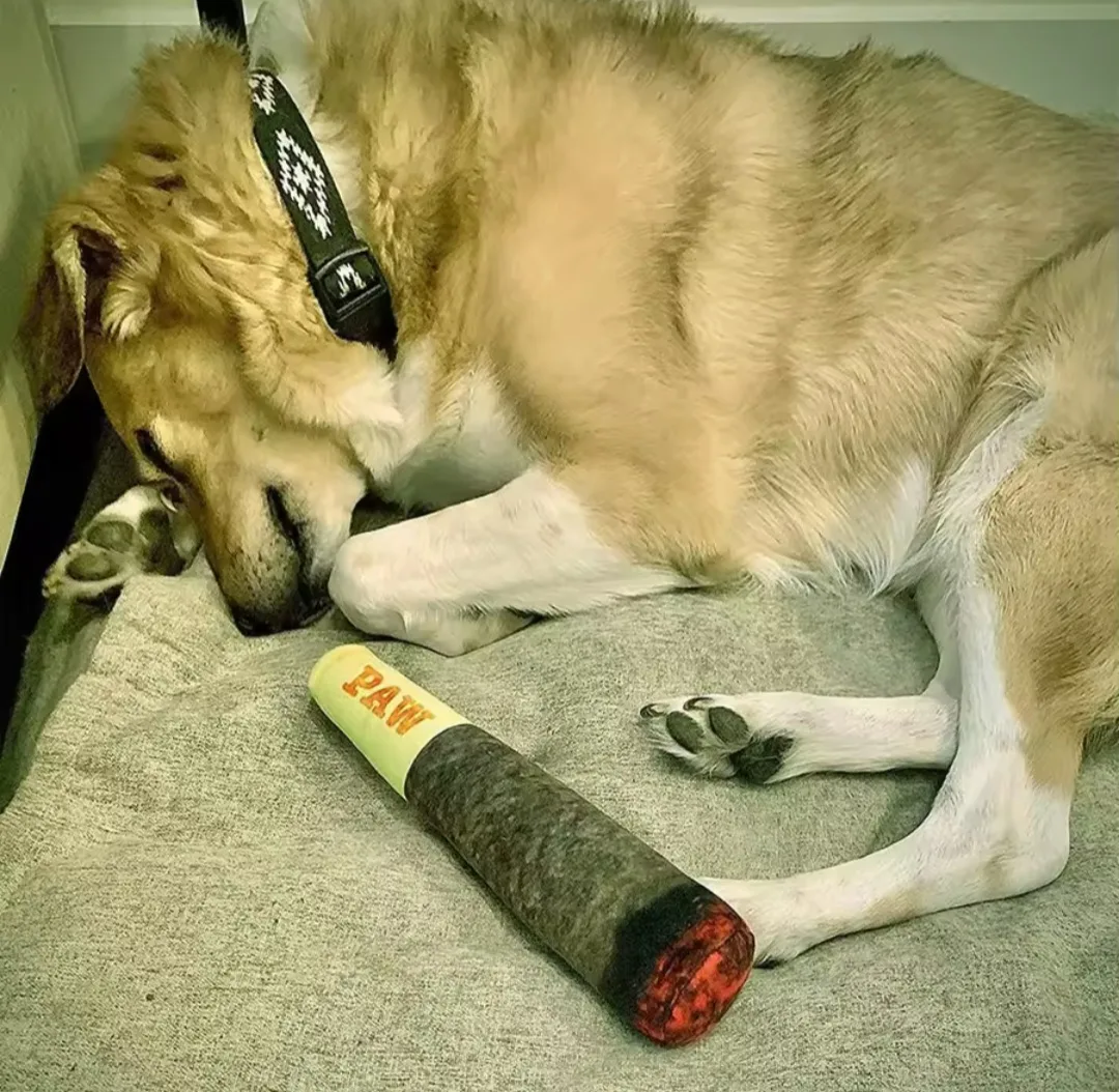 Dog Toy. Dog Squek toy. squueek. image indicator(2)