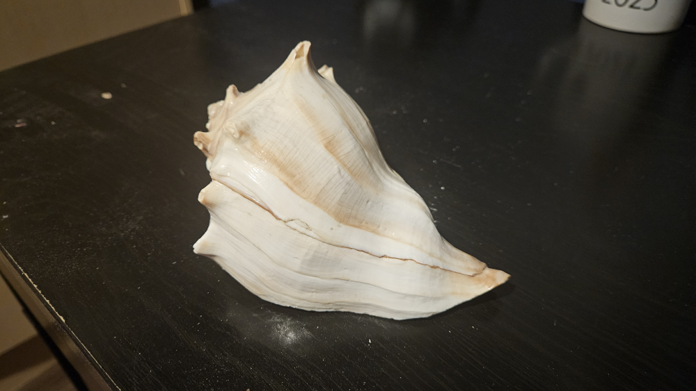 Sea shell