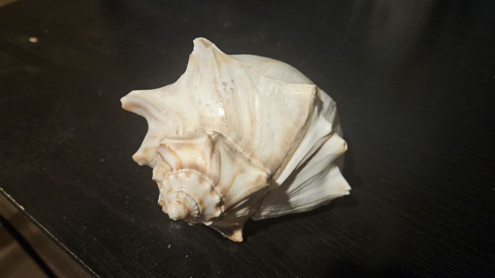 Sea shell - photo 2