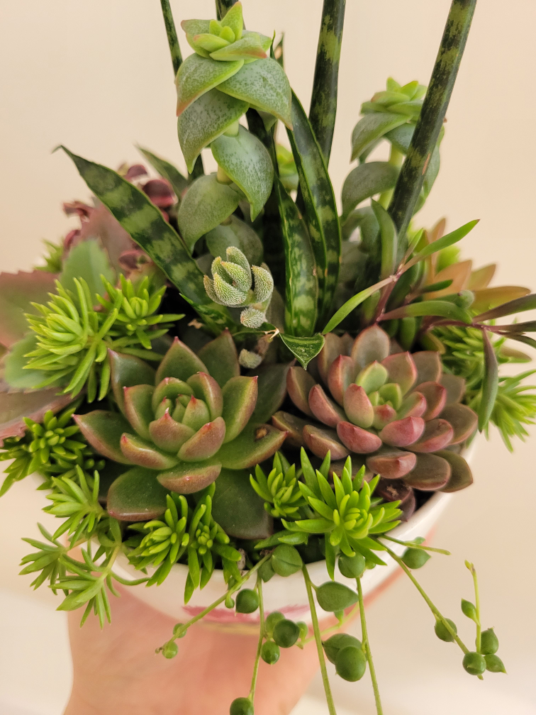 Gorgeous succulent arrangement!!! Great gift idea!!!🌷🌷🌷 - photo 2