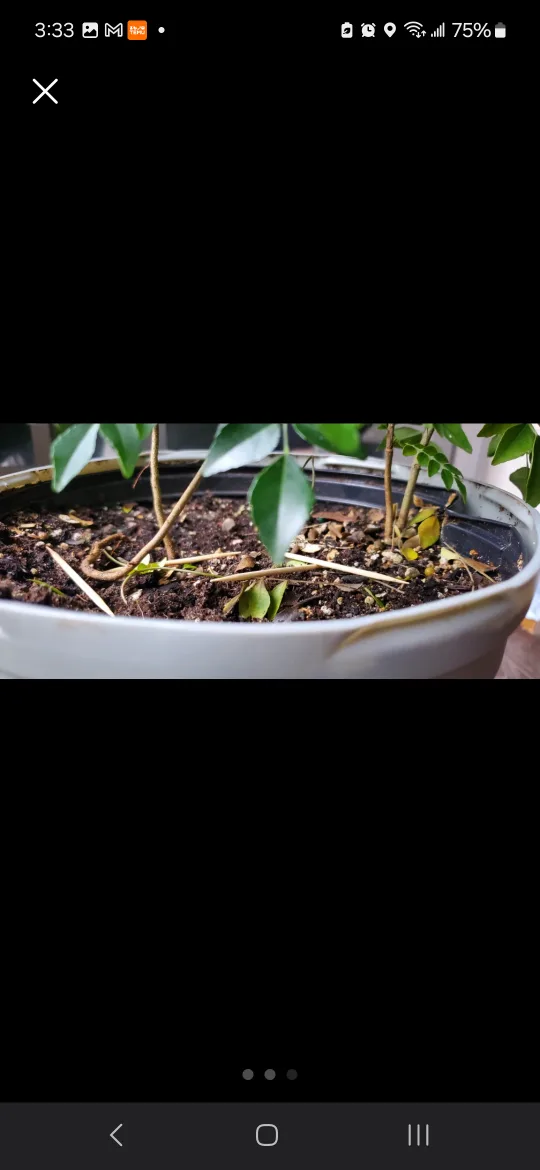 4 Healthy Curry Leaf Plants read listing 🏈 image indicator(3)