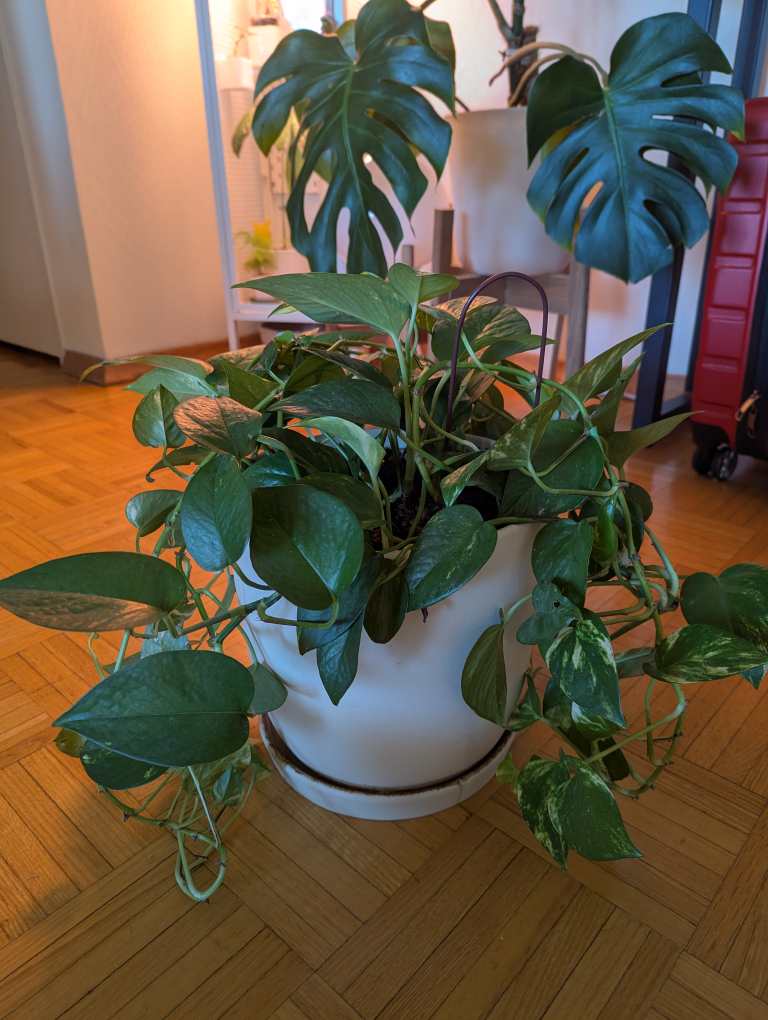 Large Devil's ivy, pothos ivy