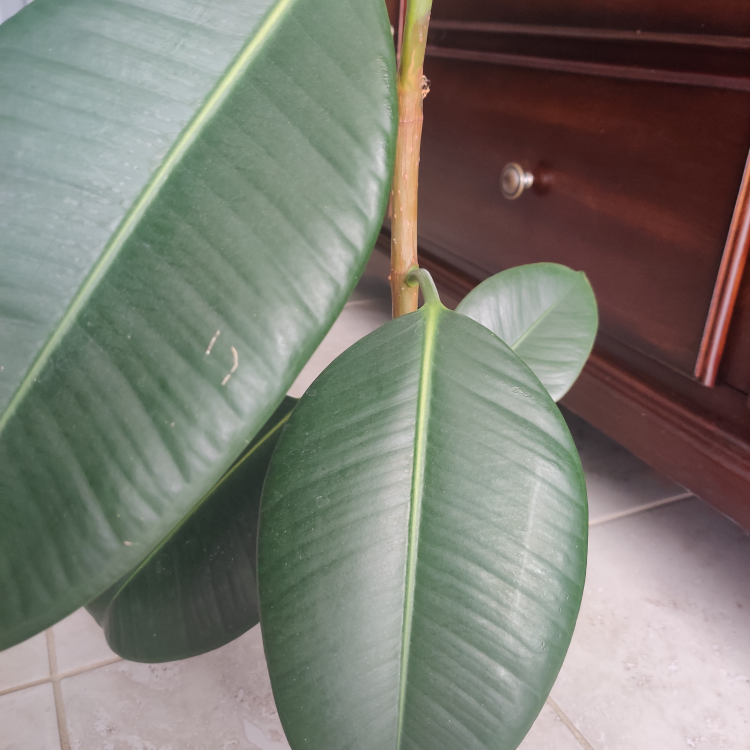 Healthy Rubber Plant