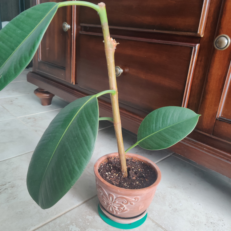 Healthy Rubber Plant - photo 2