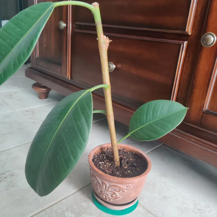 Healthy Rubber Plant image indicator(2)