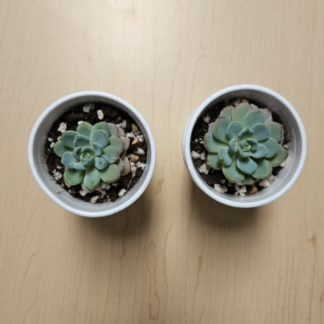Succulent Hybrid Graptoveria image indicator(2)