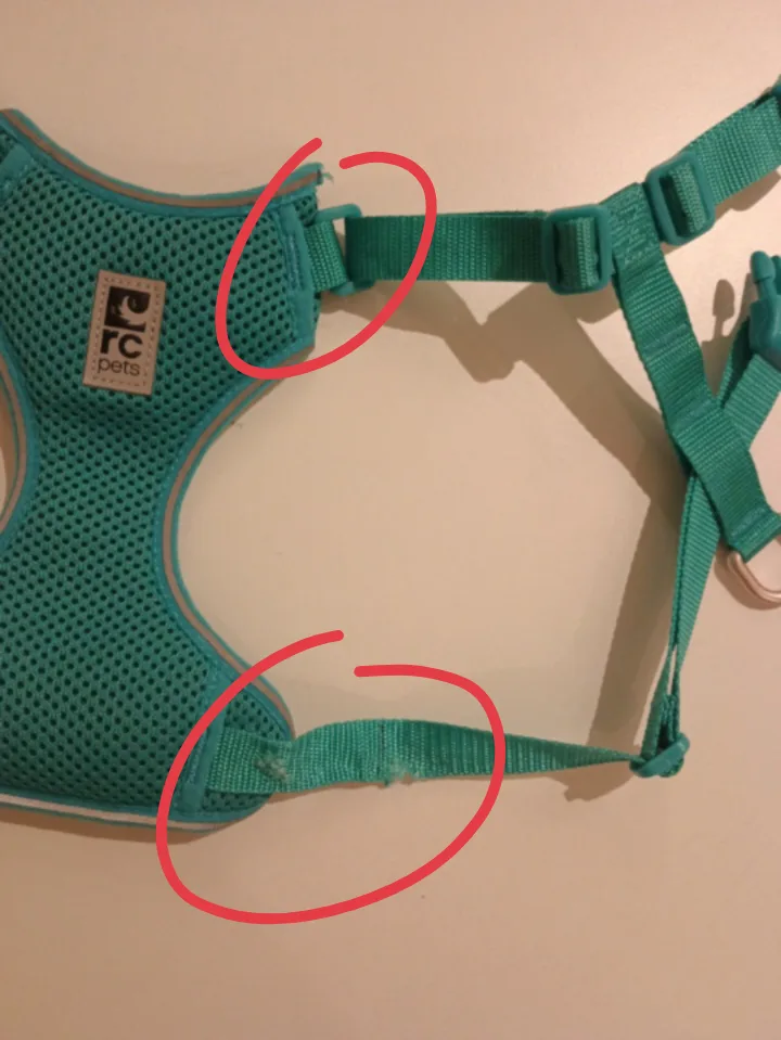 leash for cats image indicator(3)