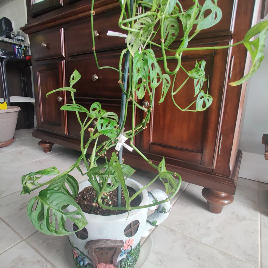 Monstera Adansonii image indicator(3)