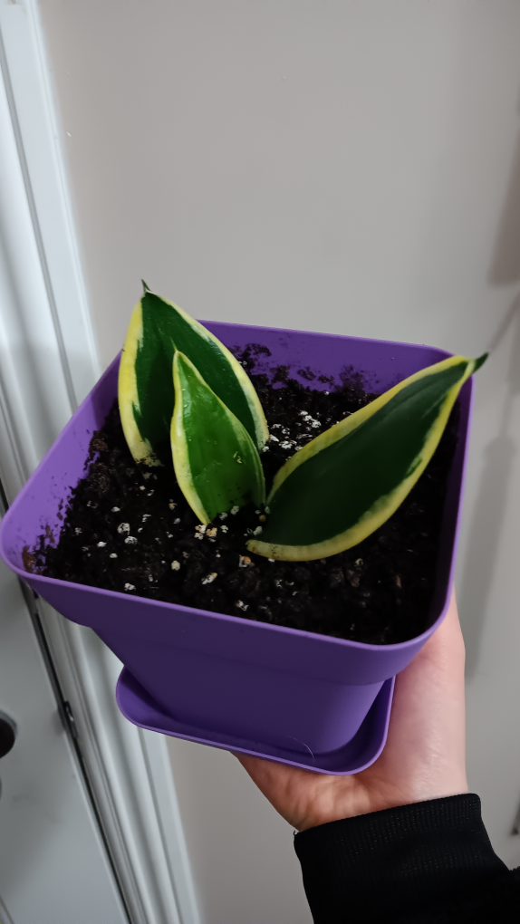 snake plant
