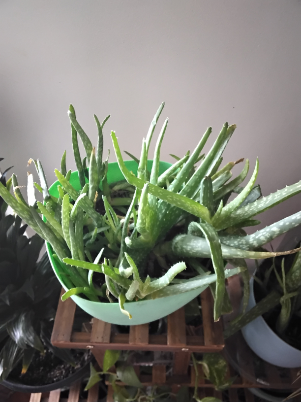 Aloe Vera Plant - photo 2