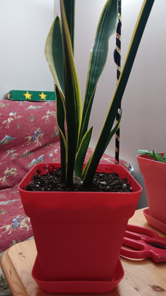 snake plant!