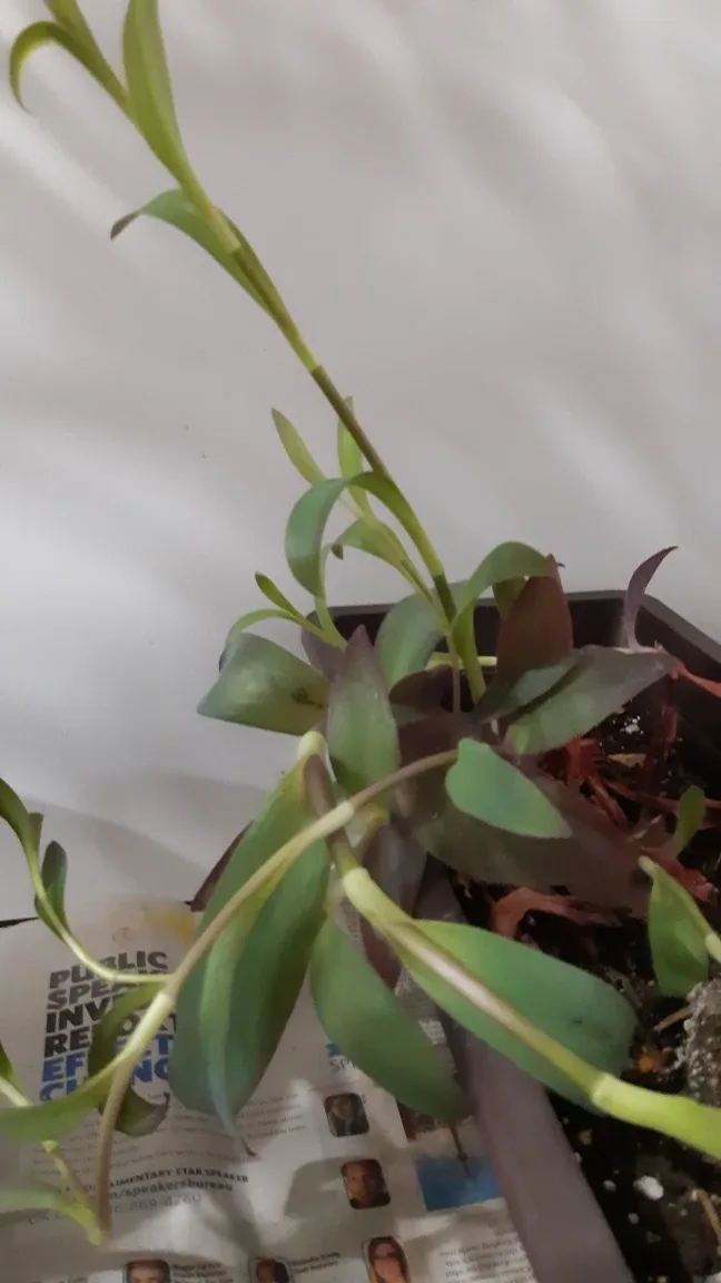 READY TO POT Purple Heart Tradescantia Clipping 🌱 image indicator(3)