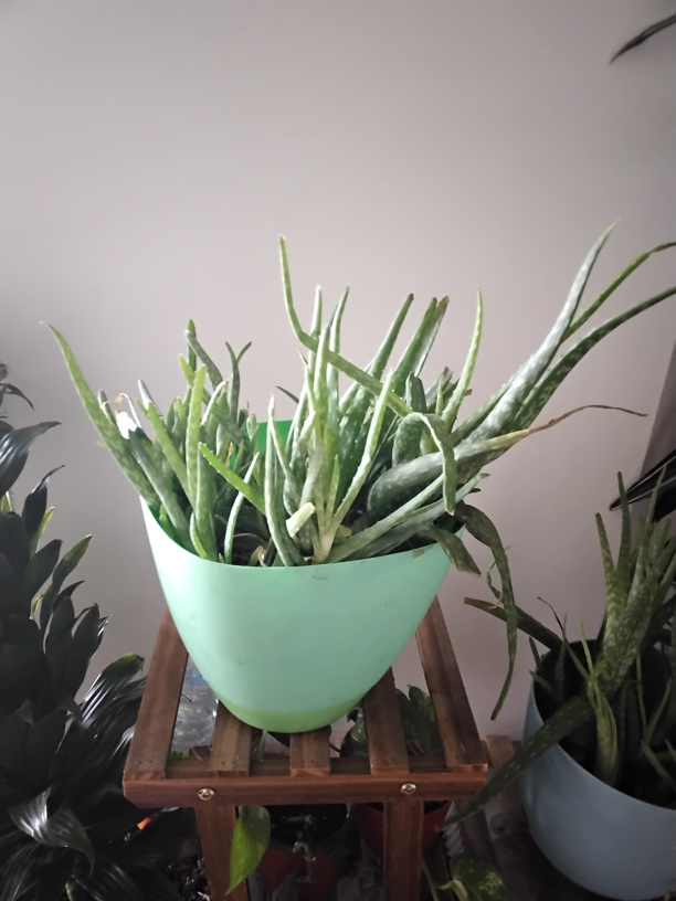 Aloe Vera Plant - photo 3