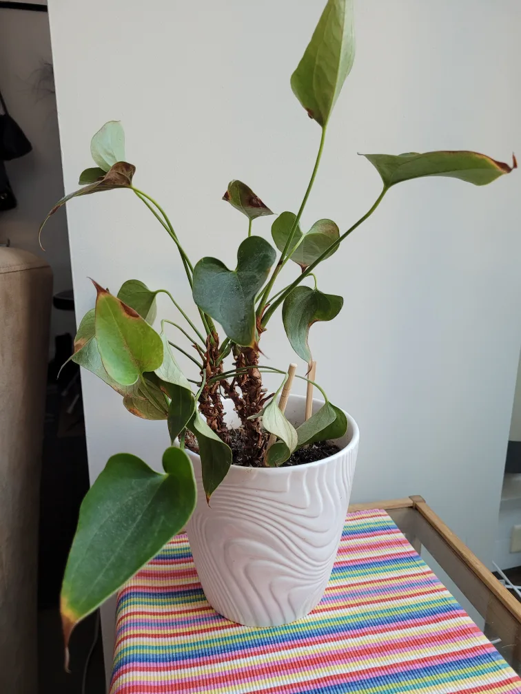 Anthurium Plant in White Pot thumbnail