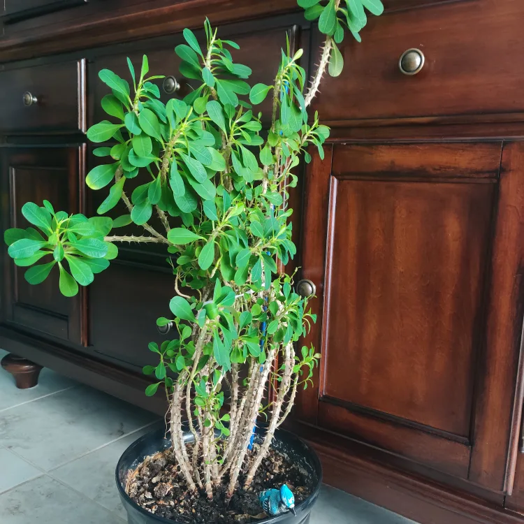 Large Euphorbia Trigona Plant image indicator(2)