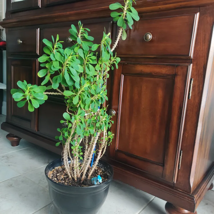 Large Euphorbia Trigona Plant image indicator(3)