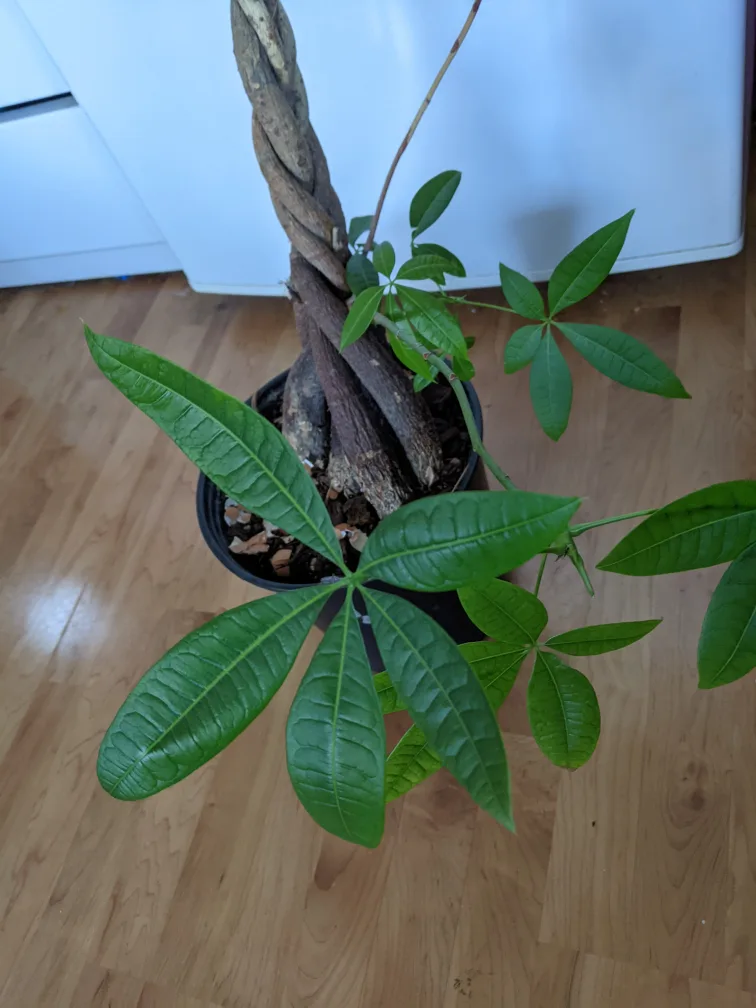 Braided Money Tree Plant image indicator(2)