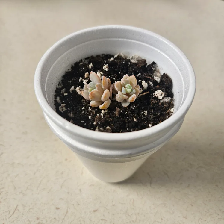 Succulent Hybrid Graptoveria Pups 2 thumbnail