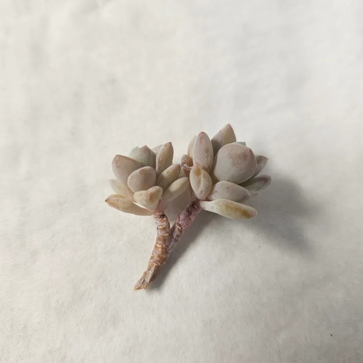 Succulent Hybrid Graptoveria Pups 2 image indicator(2)