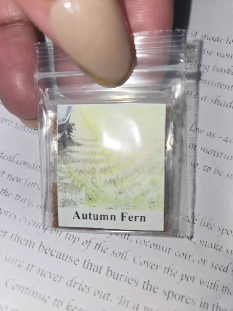 300 Autumn Fern Spores/Seeds✨️🌿 image indicator(2)