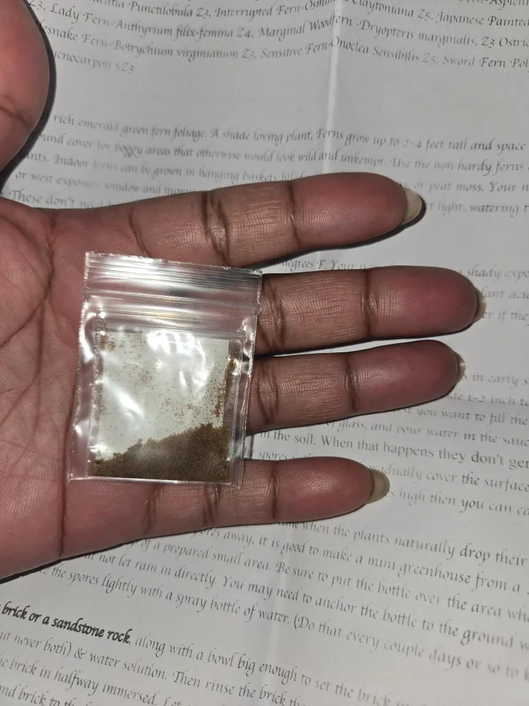 300 Autumn Fern Spores/Seeds✨️🌿 image indicator(5)