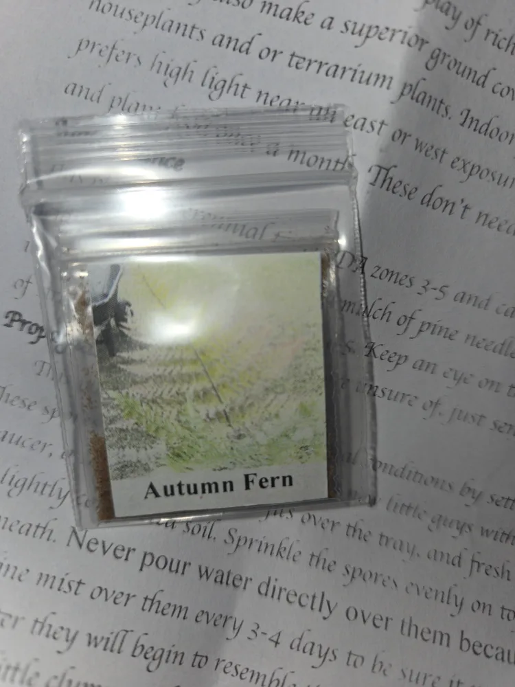 300 Autumn Fern Spores/Seeds✨️🌿 image indicator(6)